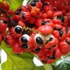 Photo for Guarana Market – Size, Share, Outlook, and Opportunity Analysis, 2018 – 2026