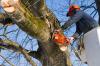 Photo for Designer Tree Service & Landscape - Lubbock
