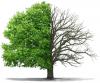 Photo for AAA Total Tree Service