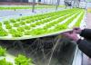 Photo for Sea of Green Hydroponics