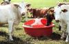 Photo for Cattle Feed – What you Need to Know