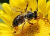 Photo for Bee Exterminator in Metro Pittsburgh Area