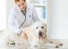 Photo for Pet Health Products Market – Global Industry Insights, Trends, Outlook, and Opportunity Analysis, 2018-2026