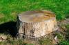 Photo for Ants Treeworks Pty Ltd