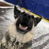 Photo for U Lucky Dog Daycare