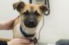 Photo for Mars Inc. acquired VCA Animal Hospitals To Expand Their Services In Veterinary Services Market