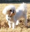Photo for Pam Pampers Pets