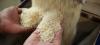 Photo for Matco – No. 1 Basmati rice supplier in Pakistan