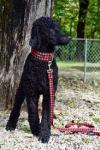 Photo for MizzElles Standard Poodles