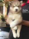 Photo for dog breeders in bangalore