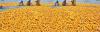 Photo for Sunflower Oilmeal Market: Industry Growth, Competitive Analysis, Future Prospects and Forecast 2019