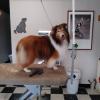 Photo for Doggie Designs
