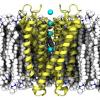 Photo for Ion Channel Binding
