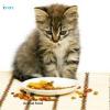 Photo for Global Cat Food Market Demand by Region, By End User, Analysis & Overview by 2023