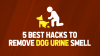 Photo for 5 Best Hacks to Remove Dog Urine Smell