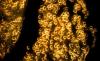 Photo for Gold Nanoparticles Market is Witnessing Strong Growth due to Increasing Demand from Medical and Dentistry Sector