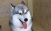 Photo for South Bay Dog Grooming