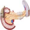 Photo for Exocrine Pancreatic Insufficiency (EPI) Therapeutics Market: New Business Opportunities and Investment Research Report 2018-2026