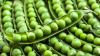 Photo for Pea Protein Market in-depth insights 2019