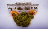 Photo for Medical Cannabis Market, by Point of Sale, Active Ingredient, and Therapeutic Application - Global Trends, and Forecast to 2025