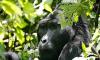 Photo for Tours in Uganda Safari
