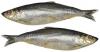 Photo for Smoked Herring Fish Market – Outlook, Trends and Global Forecast, 2018-2026