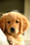 Photo for Are you confused about whether choosing the English Cream Golden Retrievers over the other breeds of dogs is the best decision of your life?