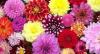 Photo for Florist with flowers