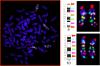 Photo for Whole Chromosome Painting Probes