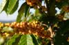 Photo for The Fruit And Nut Farming Market To Grow At A Higher Rate