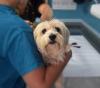 Photo for The Animal Medicine Market To Grow At A Higher Rate