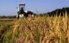Photo for The Grain Farming Market To Grow At A Higher Rate
