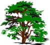 Photo for Evansville Tree Service