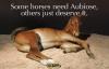 Photo for Hemp Horse Bedding - Hemp Horse Shavings in Bulk - Columbia - USA