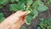 Photo for Dicamba Herbicide Market | Type | Size | Share | Analysis 2018 - 2024
