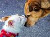 Photo for 10 Facts You Should Know About Dogs