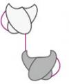 Photo for Hybrid hybridoma