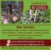 Photo for All Tree And Stump Works