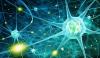 Photo for human nervous cells