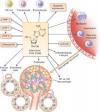 Photo for T Cell Differentiation