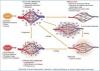 Photo for What are cytokines