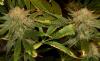 Photo for Best Weed Strains Which Helps you In Pain & Other Health Related Problems