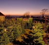 Photo for Old Farm Christmas Trees Waterford