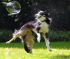 Photo for Things To Consider Before Buying A Collie - Stirling Collies