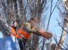 Photo for Tree Service Of Mobile