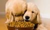 Photo for Pet Food Market Report 2019-2026 Production, Sales And Consumption Status And Prospects Professional Research