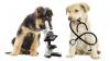 Photo for Animal Health Market Worldwide Industry Analysis and New Market Opportunities Explored