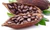 Photo for Cocoa Market – Revenue, Research Report and Global Forecast to 2025