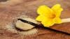 Photo for Vanillin Market - Global Industry Insights, Trends, Outlook, and Opportunity Analysis, 2018-2026