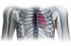Photo for Implantable Cardiac Pacemaker Market - Global Forecast to 2026